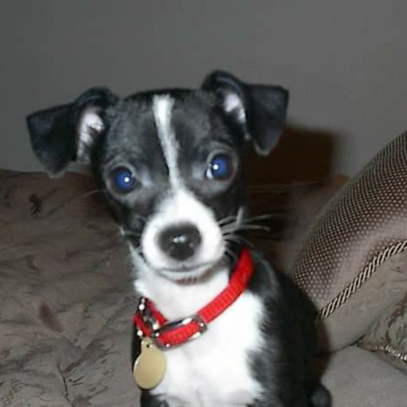 Meet your Posher, Thomasyn - Picture 12 of 12